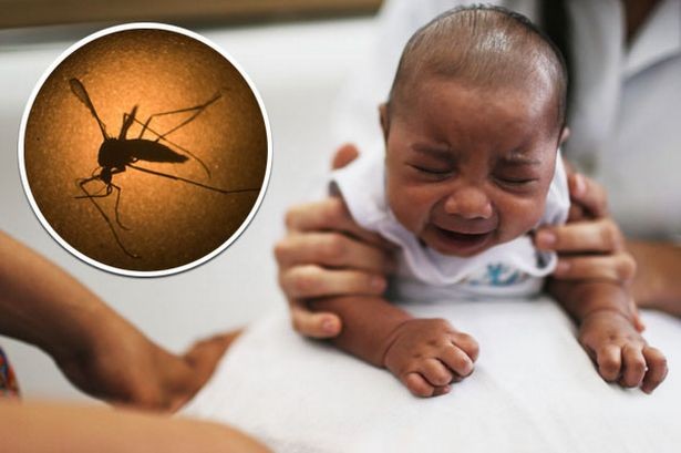 Europe establishes task force on Zika virus - ảnh 1
